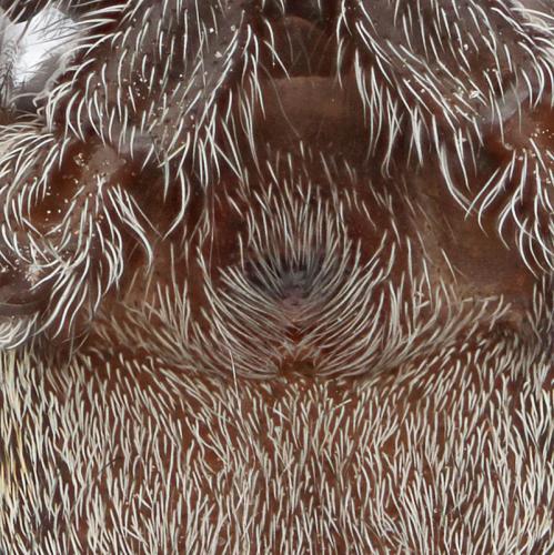 Réf. 148 543 : Attulus pubescens