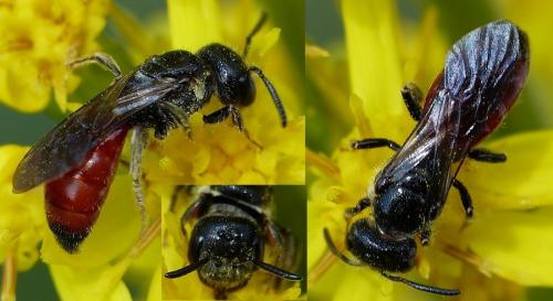 Réf. 148 207 : Sphecodes monilicornis