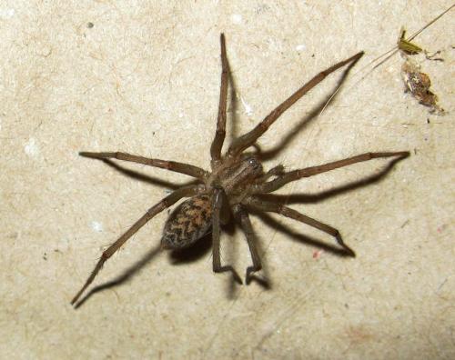 Eratigena atrica