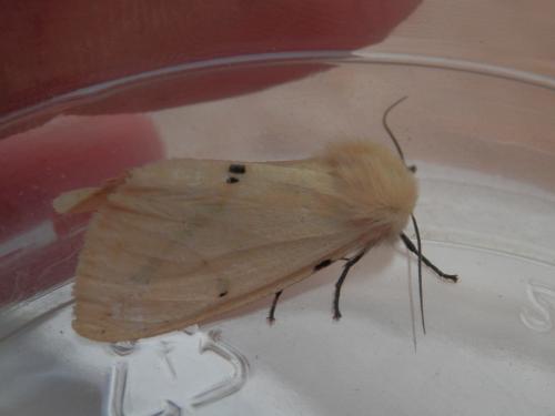 Spilosoma lutea
