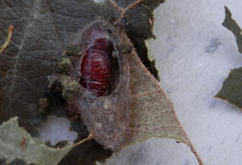 Spilosoma lutea
