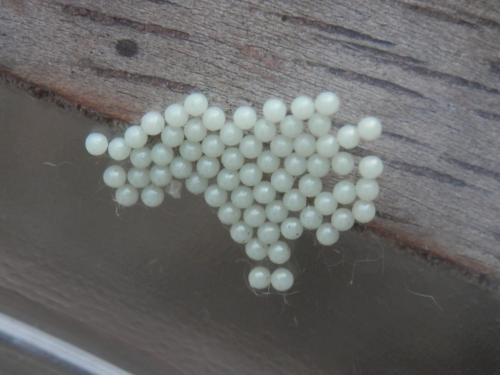 Spilosoma lutea