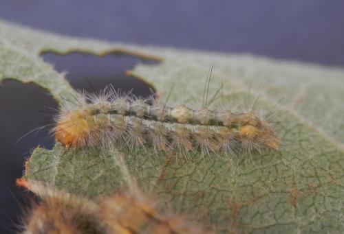 Spilosoma lutea