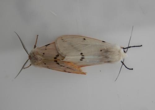 Spilosoma lutea