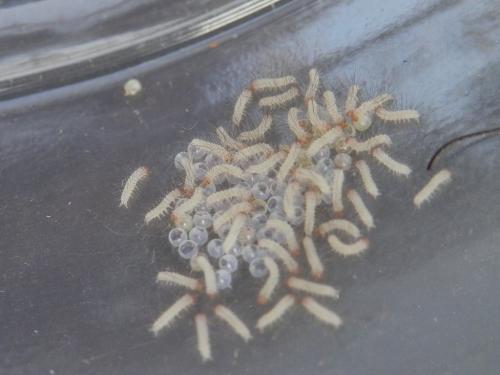 Spilosoma lutea
