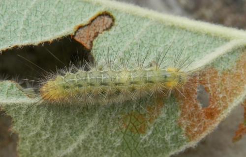 Spilosoma lutea