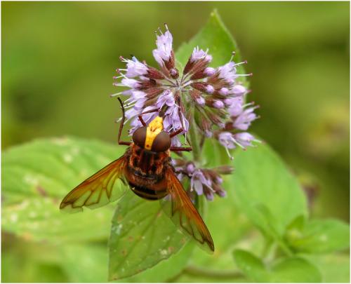 Volucella zonaria