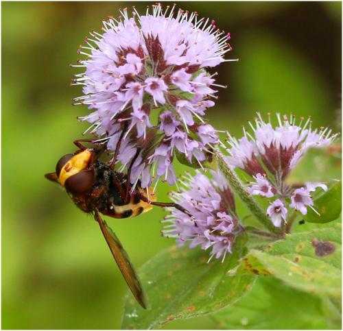 Réf. 148 517 : Volucella zonaria