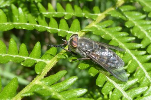 Réf. 148 154 : Hybomitra sp.