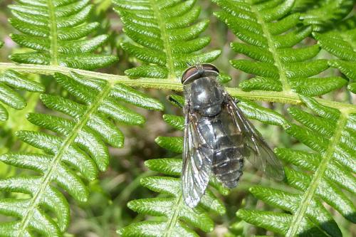 Réf. 148 155 : Hybomitra sp.
