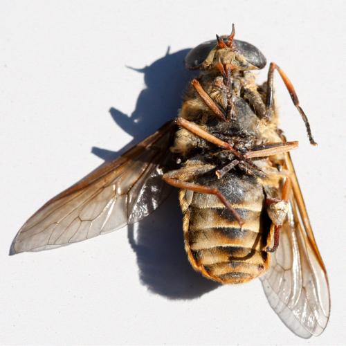 Réf. 148 372 : Tabanus sudeticus