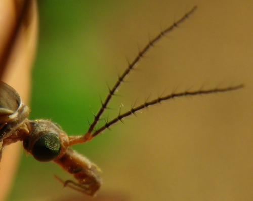 Tipula paludosa