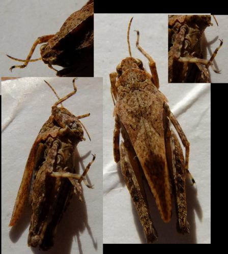 Réf. 148 679 : Tetrix undulata