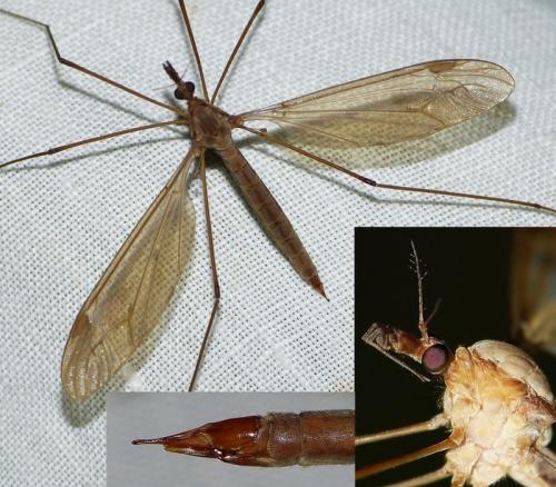 Tipula fulvipennis