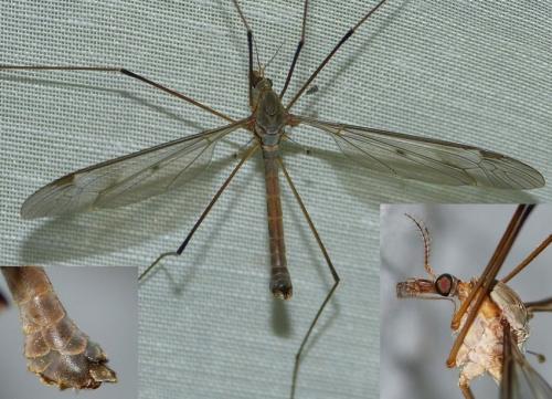 Tipula fulvipennis