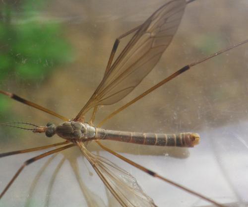 Tipula paludosa