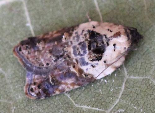 Réf. 148 812 : Acleris variegana