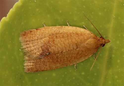 Clepsis consimilana
