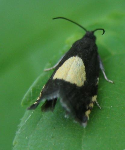 Pammene trauniana