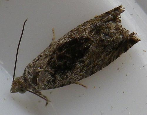Réf. 148 242 : Epinotia sp.