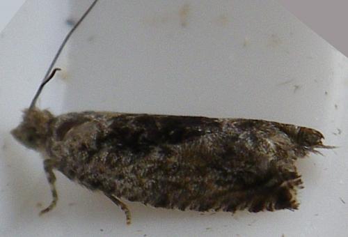 Réf. 148 272 : Epinotia sp.