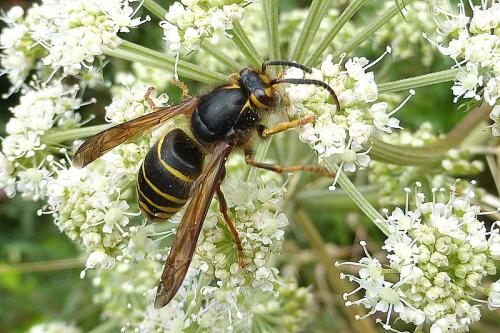 Dolichovespula media