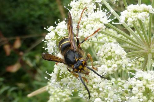 Dolichovespula media