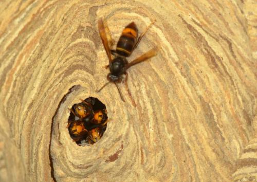 Vespa velutina