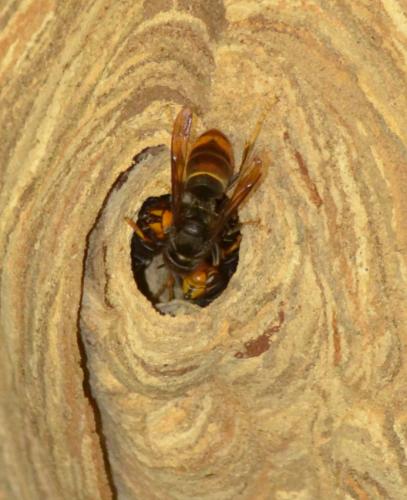 Vespa velutina