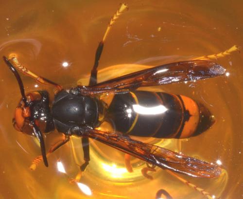 Vespa velutina