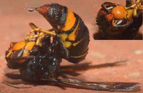 Vespa velutina