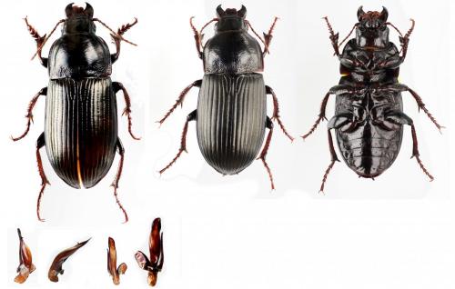 Zabrus tenebrioides