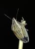 148008 – Photo : Pierre Chico-Sarro – France (69)