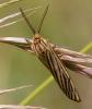 Coscinia striata