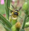 148256 – Photo : RUILLAT Christian – France (38)