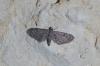 148023 – Photo : Noam Robin – France (11)