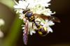 148733 – Photo : Pierre Duhem – France (77)