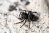 148539 – Photo : Arnaud Henrard – Belgique