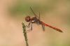 148311 – Photo : Cochet Alain – France (40)
