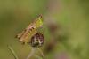 148507 – Photo : Patrick Nourdin – France (22)