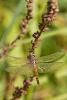148932 – Photo : Cochet Alain – France (40)