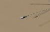 Lestes sp.