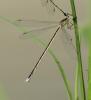 Lestes sp.