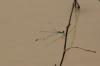 Lestes sp.