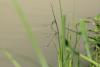 Lestes sp.