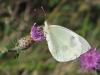 148773 – Photo : Mieko – France (33)