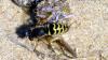 148980 – Photo : Jean DEXHEIMER – France (40)