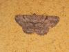 Peribatodes rhomboidaria