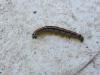 Malacosoma neustria