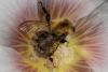 148861 – Photo : Vincent MATHEZ – France (80)